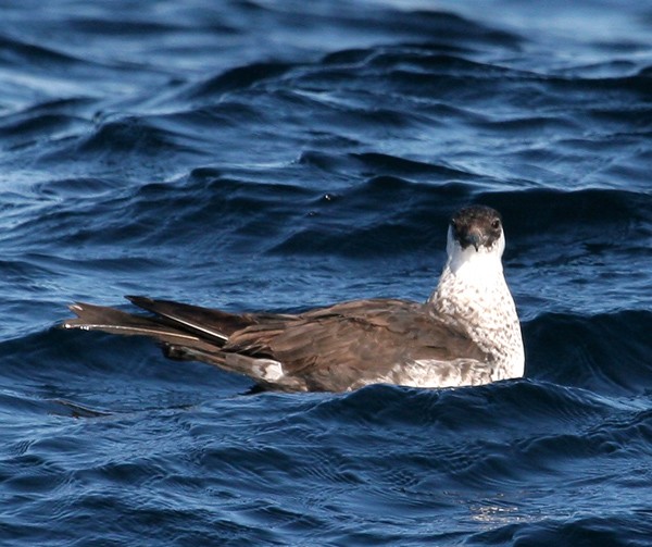 Pomarine Jaeger